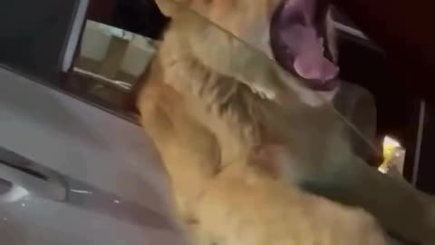 Funny videos