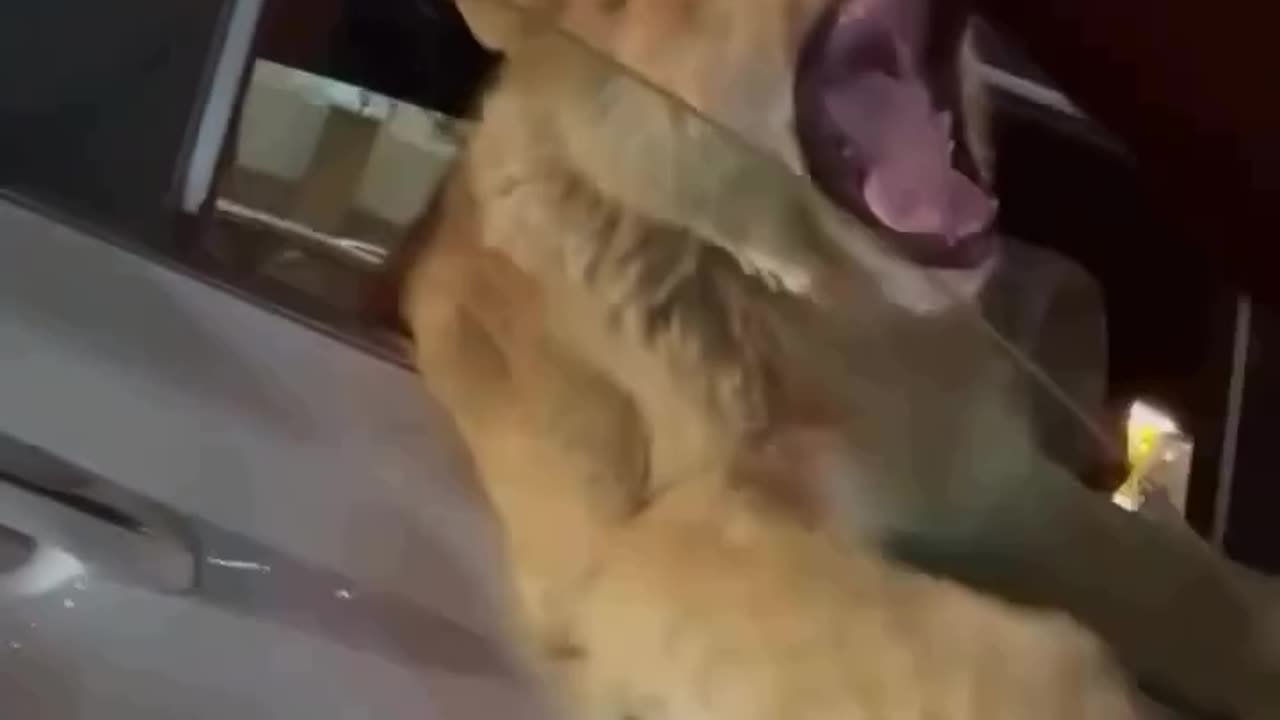Funny videos