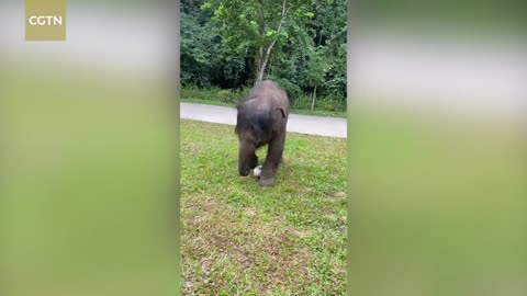 Cute baby Asian elephant plays football in Yunnan, SW China