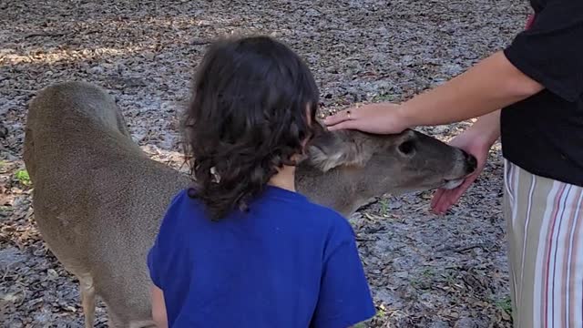 Deer at S Ranch