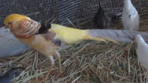 Silkie chicks (4)