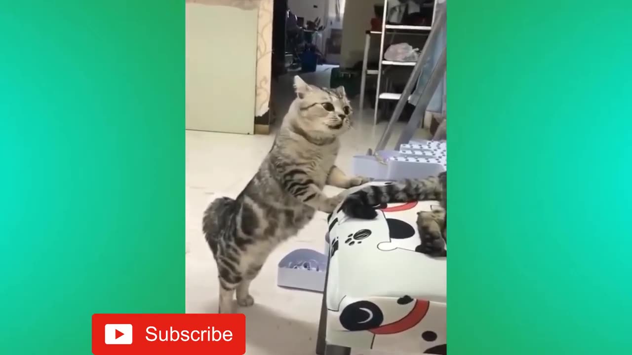 Funny Cat video | Try not to laugh videos