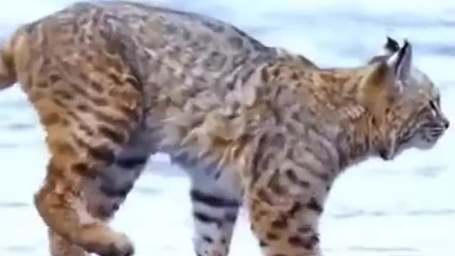 Tiger pub jump-Funny Animals video