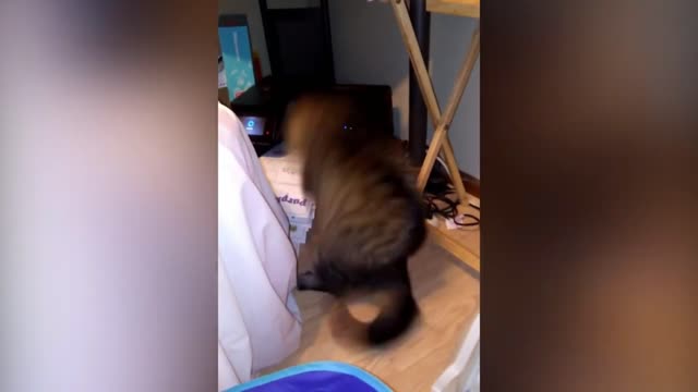 Cat Gets Horrified Of Paper Coming Out Of Printer Jumps Backward