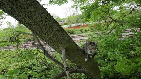 Guy Rescues a Cat After Being Stuck in a Tree for Two Days