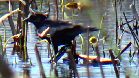 Red-winged blackbird