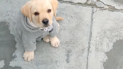 Labrador puppy training belle