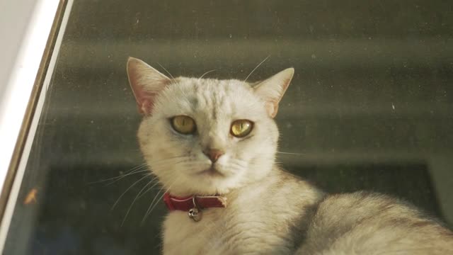 British little cat looking out the window