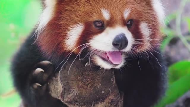 Red panda and simple face cute pet debut