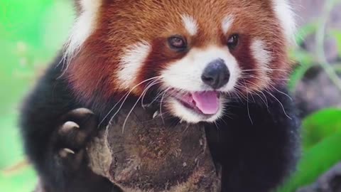 Red panda and simple face cute pet debut