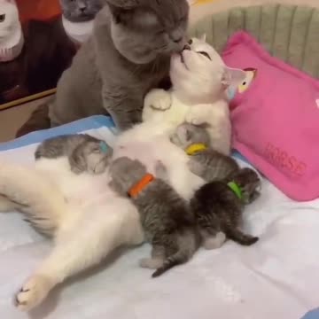 На это можно смотреть вечно ❤️❤️❤️ #любовь #котики #котэ #кошки