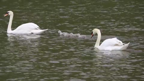 swans swimming