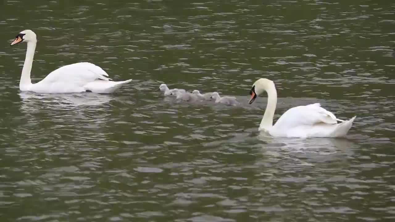 swans swimming