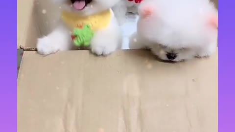 Cute baby dogs