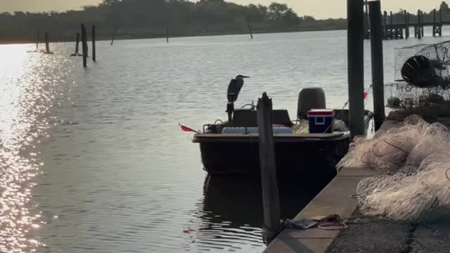 PELICAN WAITING FOR A PREY