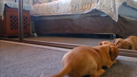 Dog VS Mirror