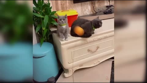 Baby Cats - Cute and Funny Cat Video | Aww Animals