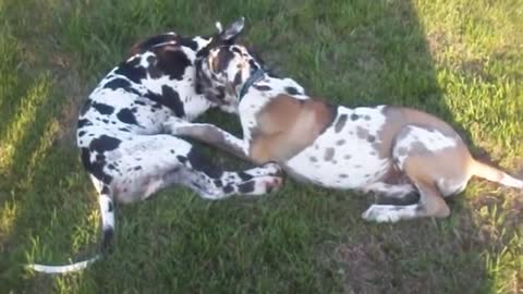 dogs playing in ground