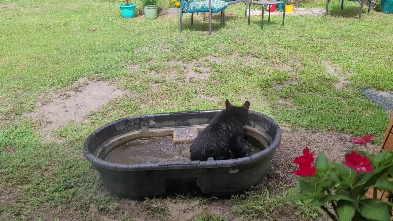 Baby Black Bear Cubs Playing in Water Trough