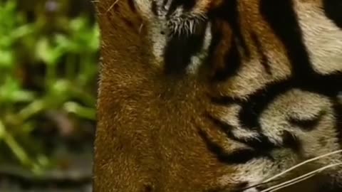 Tiger wildlife zero distance