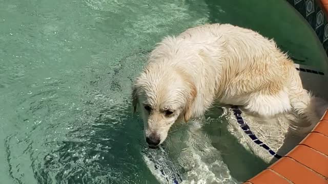 Two dogs playing with a ball in and out of the pool