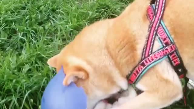 The bowling ball is damaged by the dog