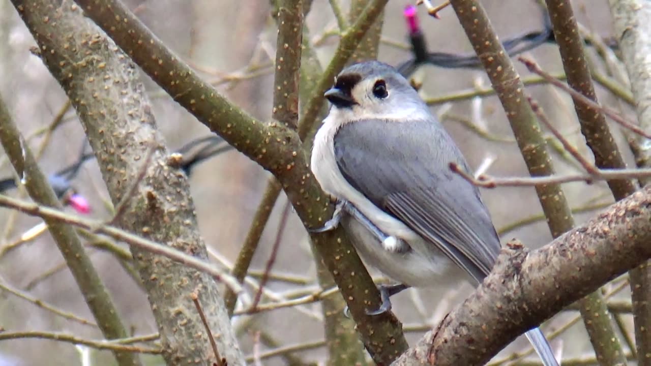 Tufted Titmouse