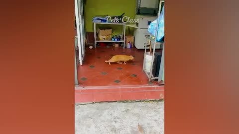 funny animal video 2022
