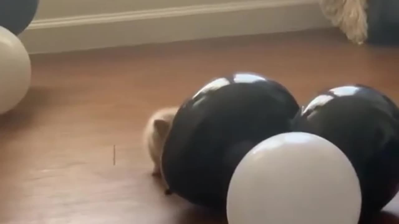 cat funny video😂🤣🤣😂🤦‍♀️