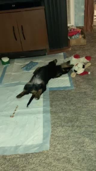 Peanut 🥜 Fighting Toys 🧸