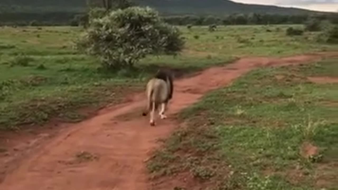 Massive male lion king of the jungle