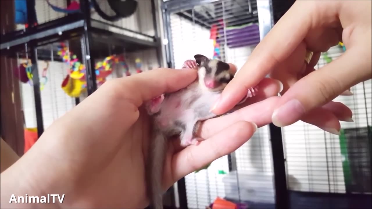 SUGAR GLIDERS Flying - Funny & Cute Compilation