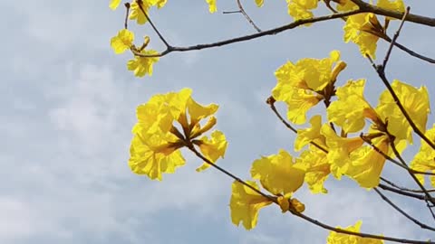 Wind and flowers