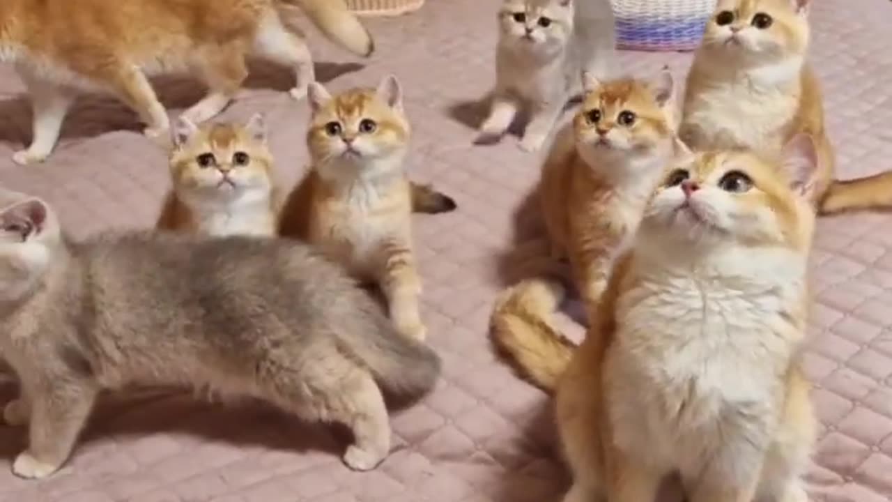 Teddy Kittens