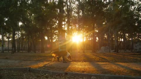 A woman walks through a park with a dog