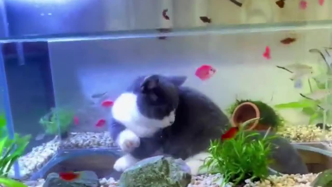 cat & fish