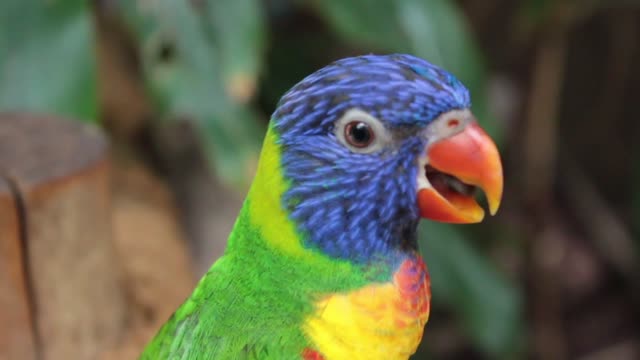 colorful parrot on a tree