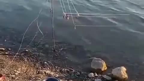 This is a beautiful and charming water-dwelling species