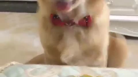 Dog is afraid