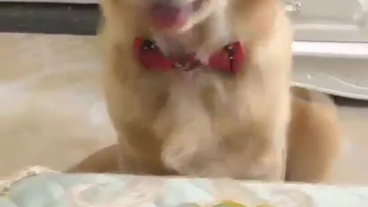 Dog is afraid