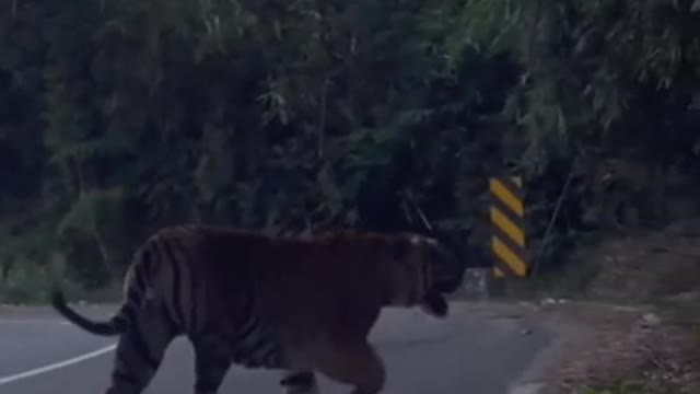 Tiger came on road