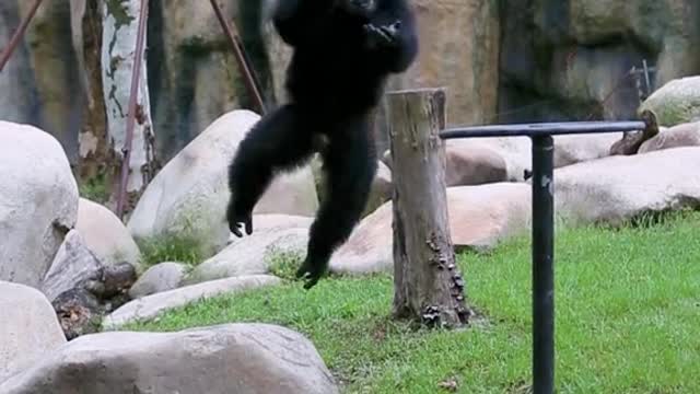 The orangutan is happy