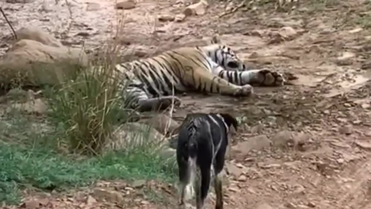 Tiger killed 🐶 dog😢