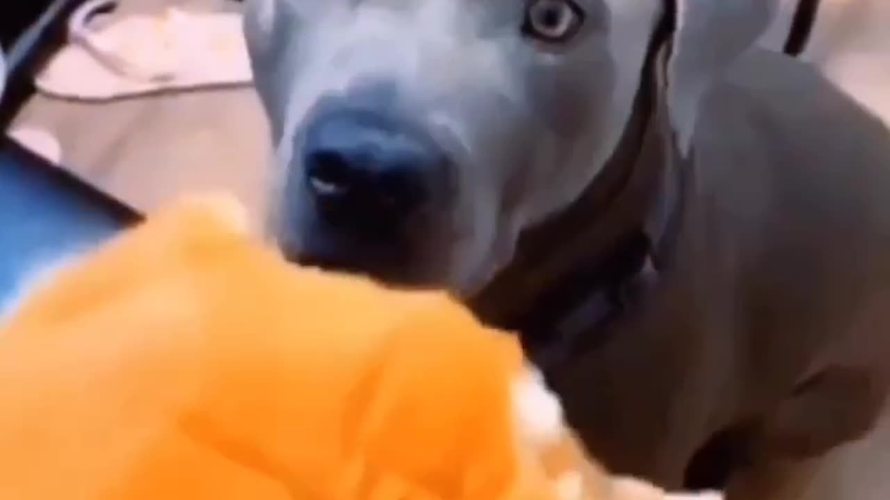 Funny home pet