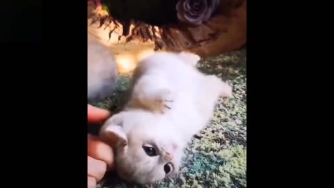Funy Videos