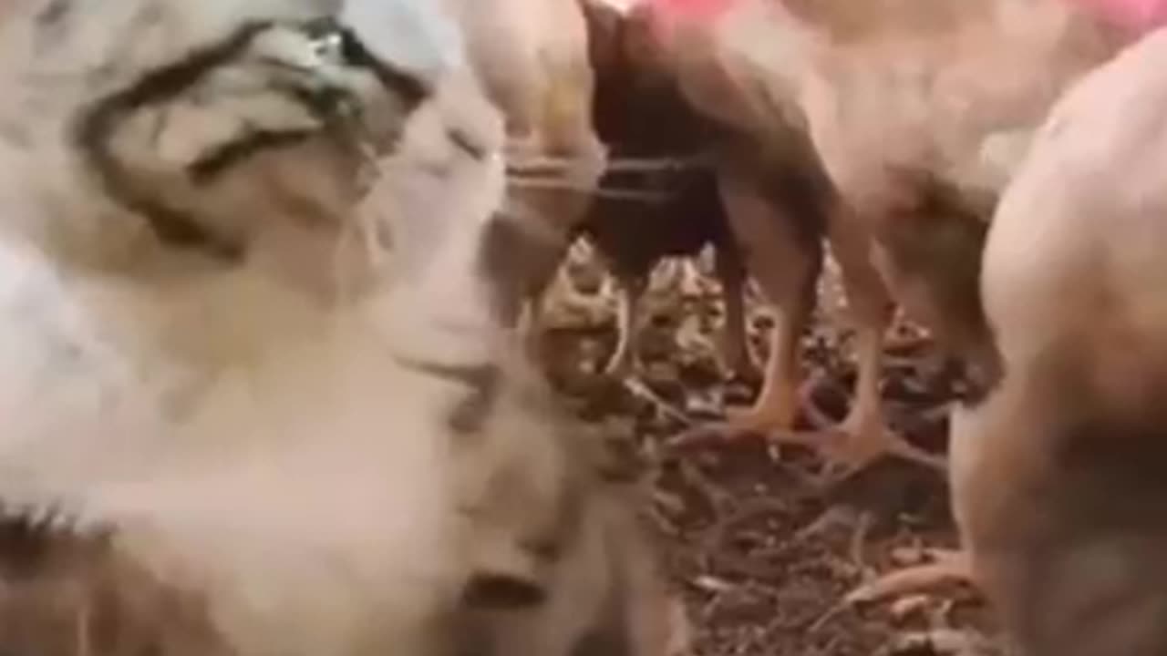 Cute π₯° Cats and Cute Dogs Funny π€£ Video