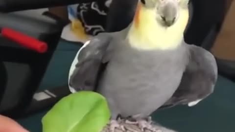 cute 😘and funny 😄birds videos