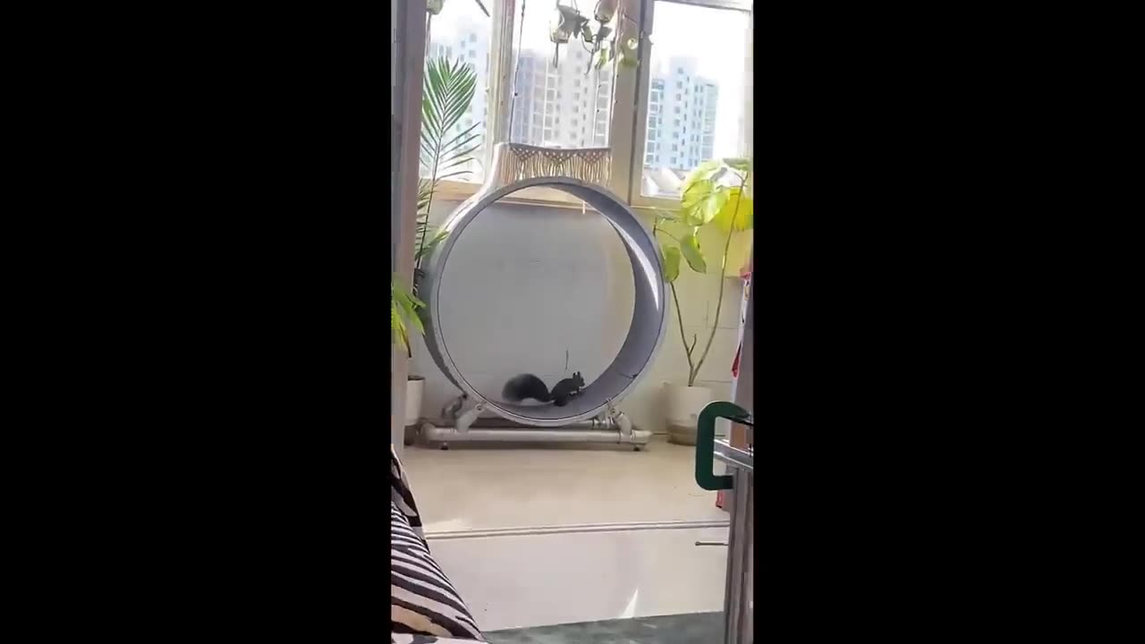 Funny videos cute animal compilation 2024