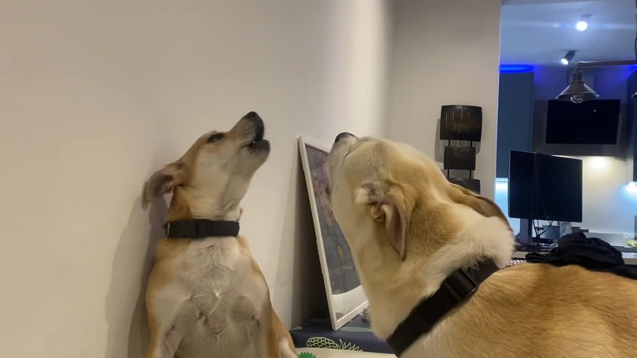 Dogs singing God save the King (maybe)