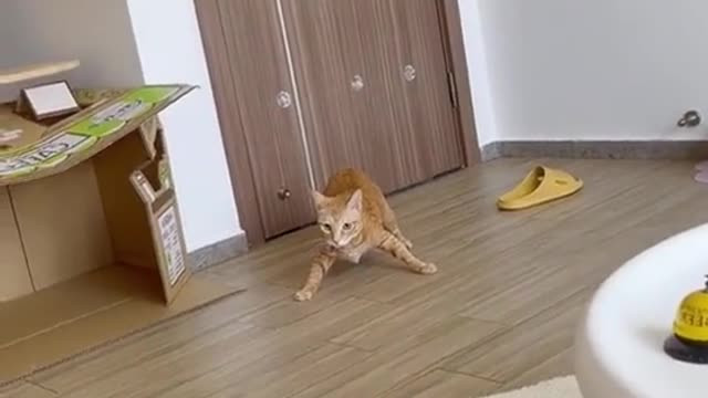 A naughty kitty#foryou #animal #funny #naughty #cat #kitty #funnyanimals